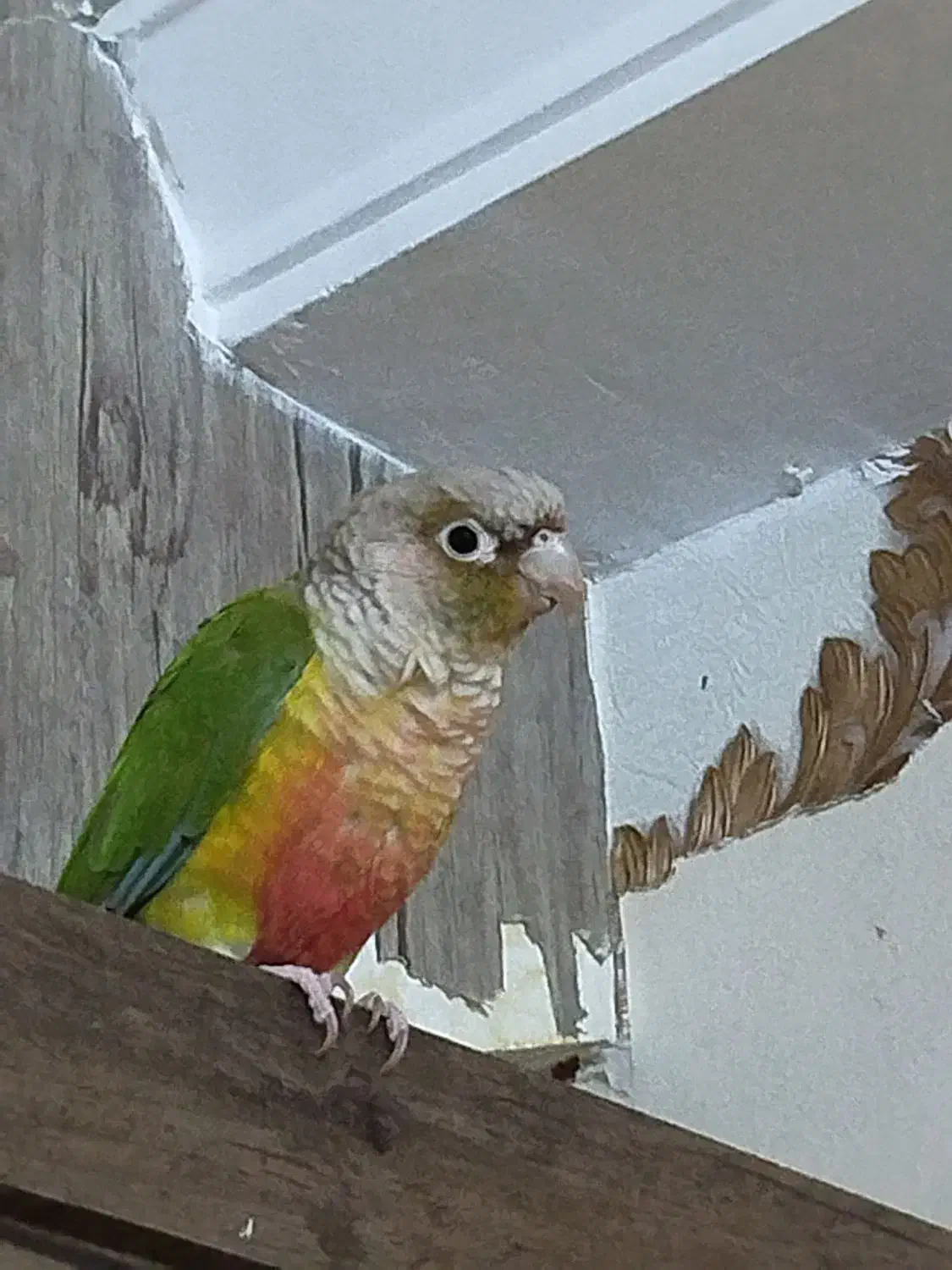 گرینچیک ماده|پرنده|مشهد, کارمندان دوم|دیوار