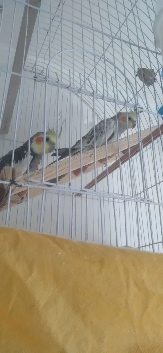 عروس هلندی برافروش بعلت نداشتن وقت|پرنده|داران, |دیوار