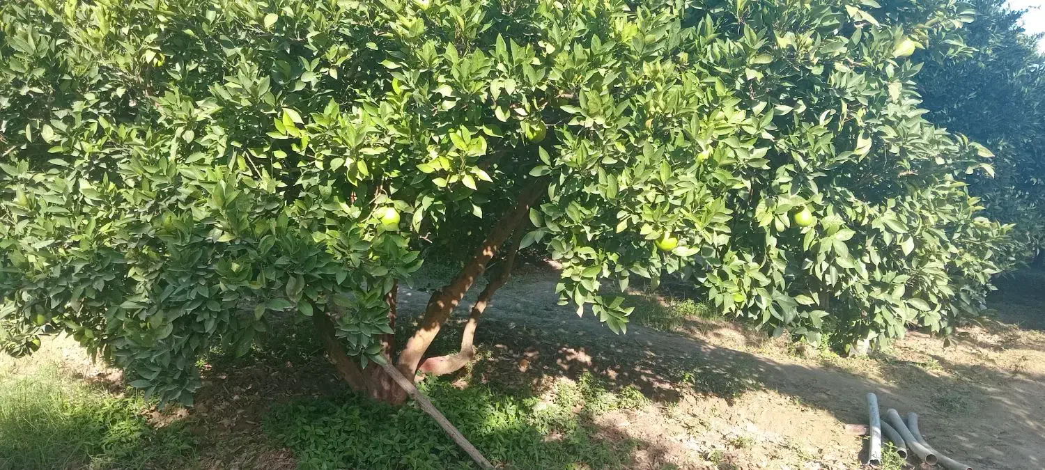 فروش پرتقال تامسون|خدمات باغبانی و درختکاری|کردکوی, |دیوار