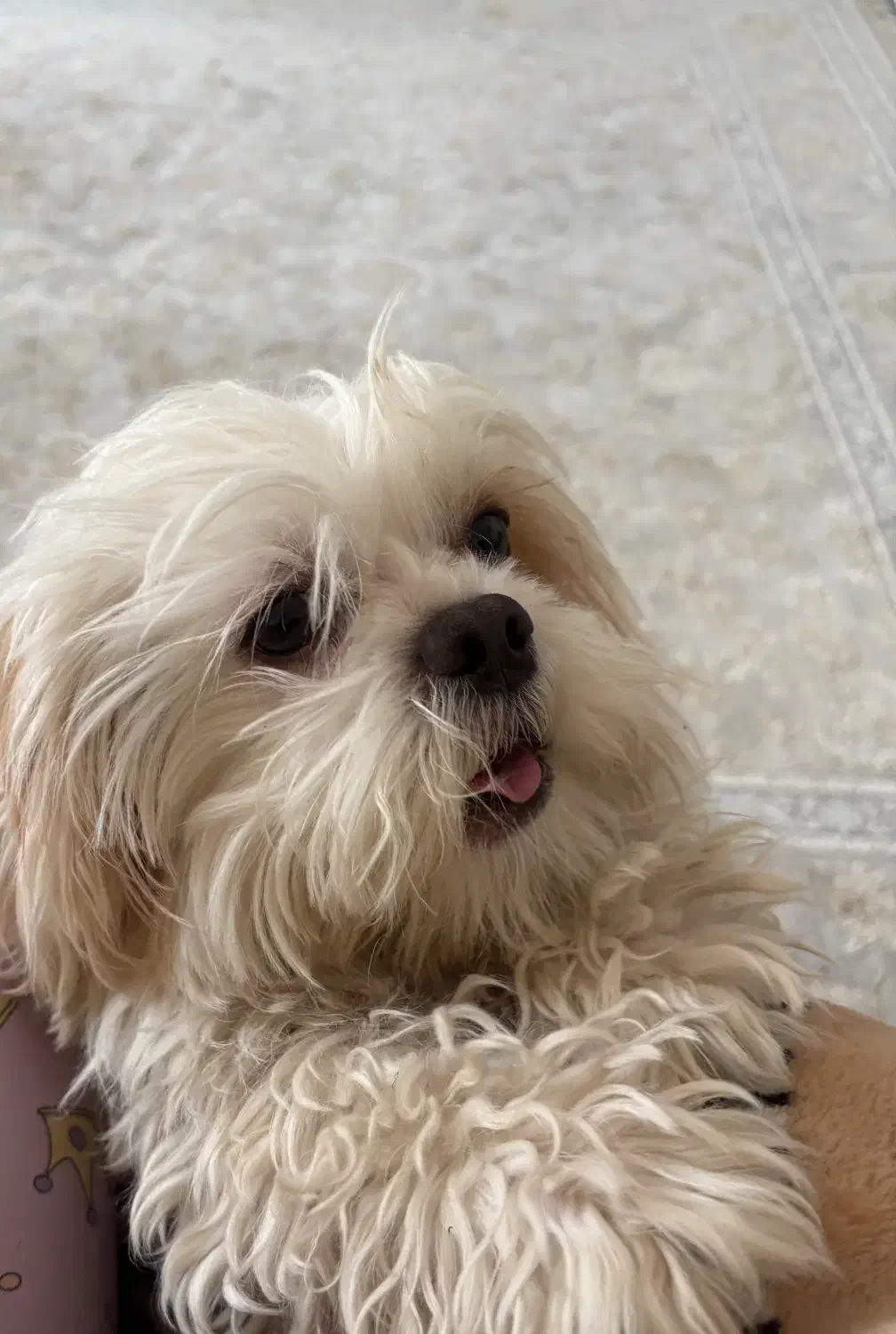 سگ شیتزو|سگ|مراغه, |دیوار