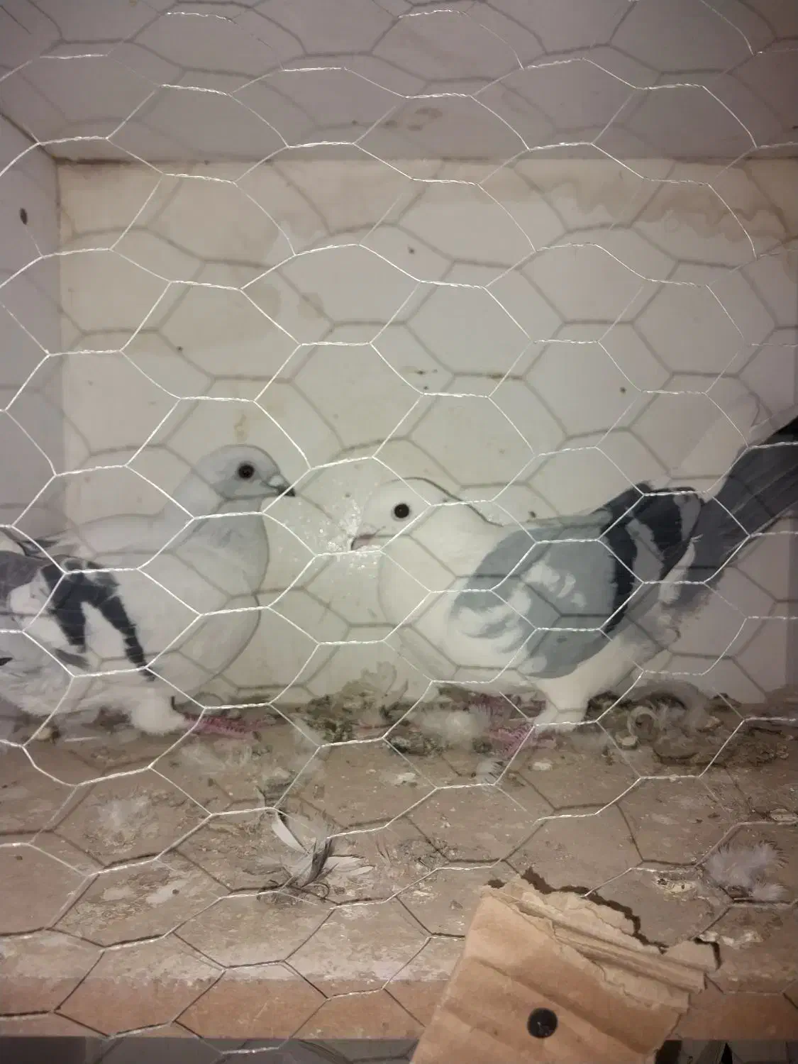 کفتر شامی فروش فوری|پرنده|دماوند, دماوند|دیوار