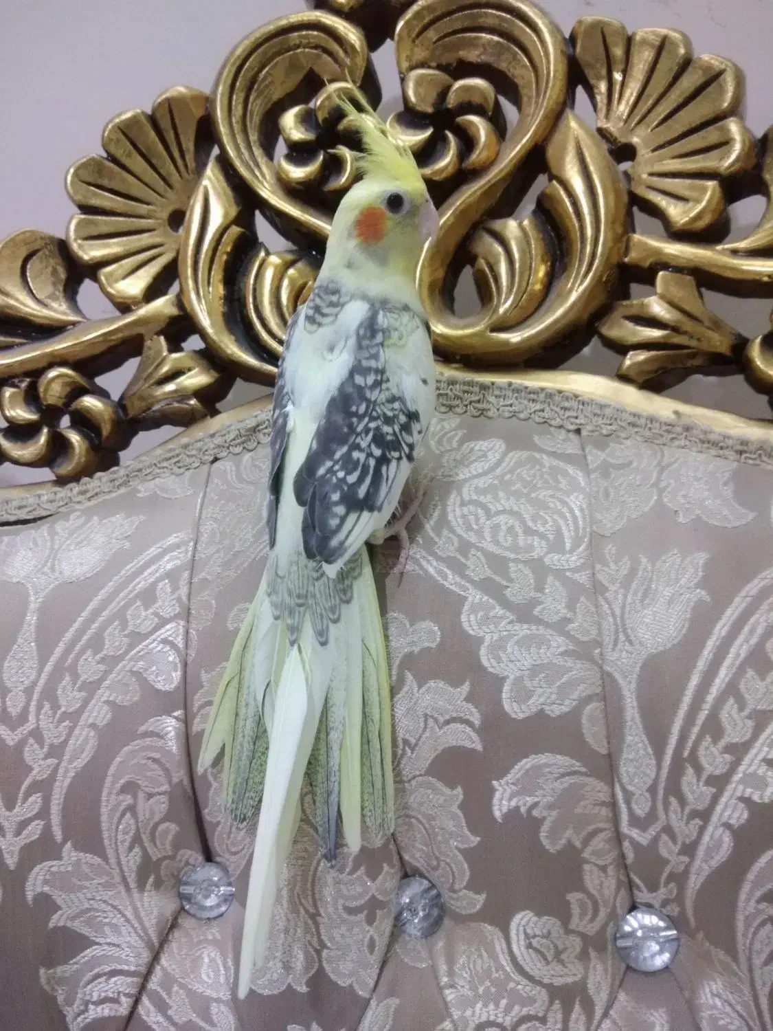 عروس هلندی دوکت مرواریدی تاج پرنسسی چشم فالو|پرنده|مشهد, یوسفیه (شهرک غرب)|دیوار