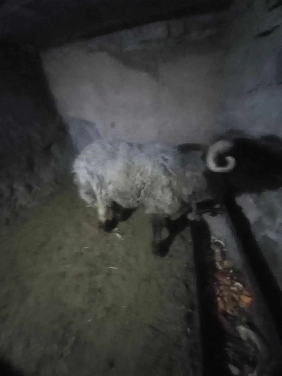 قوچ|حیوانات مزرعه|مسجد سلیمان, |دیوار