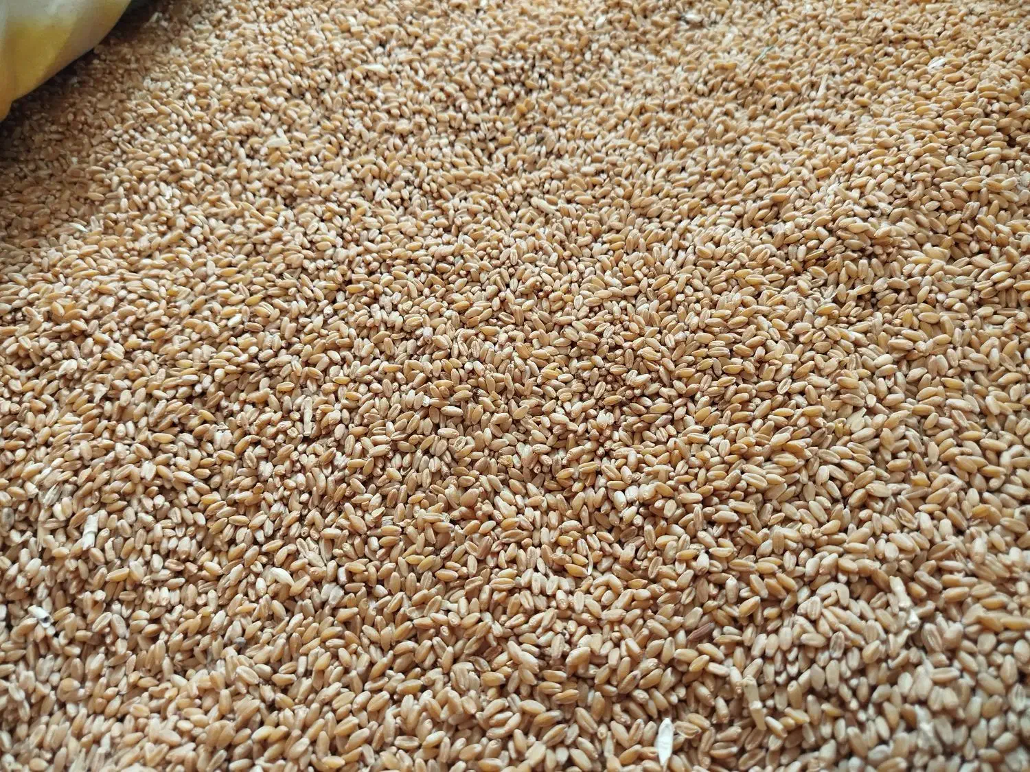 گندم مهرگان بذری درجه یک|خدمات باغبانی و درختکاری|حمیدیه, |دیوار