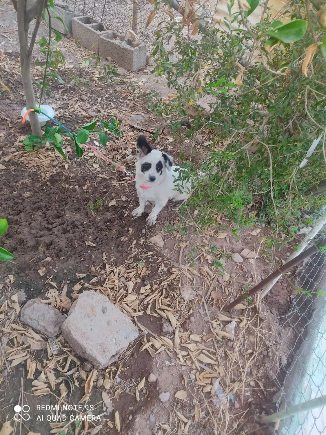 سگ پا کوتاه|سگ|مسجد سلیمان, |دیوار