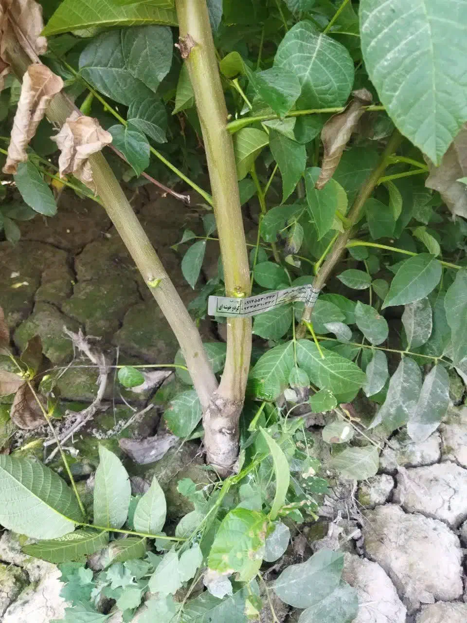 پیشفروش نهال گردو خوشه ای|خدمات باغبانی و درختکاری|انزل, |دیوار