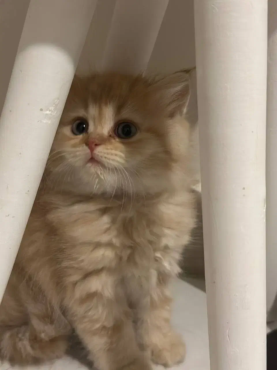 طوله گربه..|گربه|تهران, میرداماد|دیوار