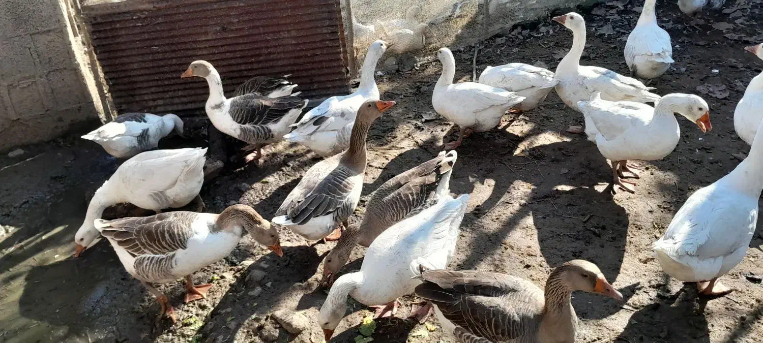 غاز محلی پرواری|حیوانات مزرعه|طاهرگوراب, |دیوار