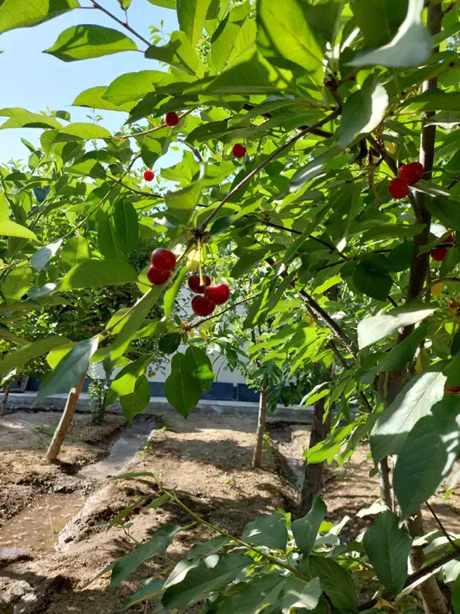 اجاره ی باغ ویلا|اجارهٔ کوتاهمدت ویلا و باغ|هشتگرد, تهران دشت|دیوار