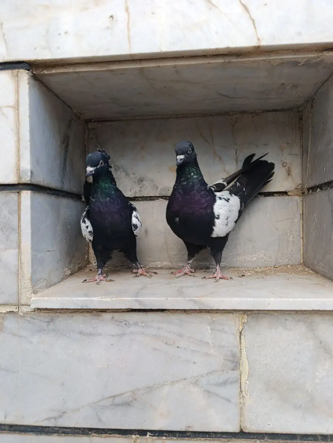 مغلف|پرنده|الوند, |دیوار