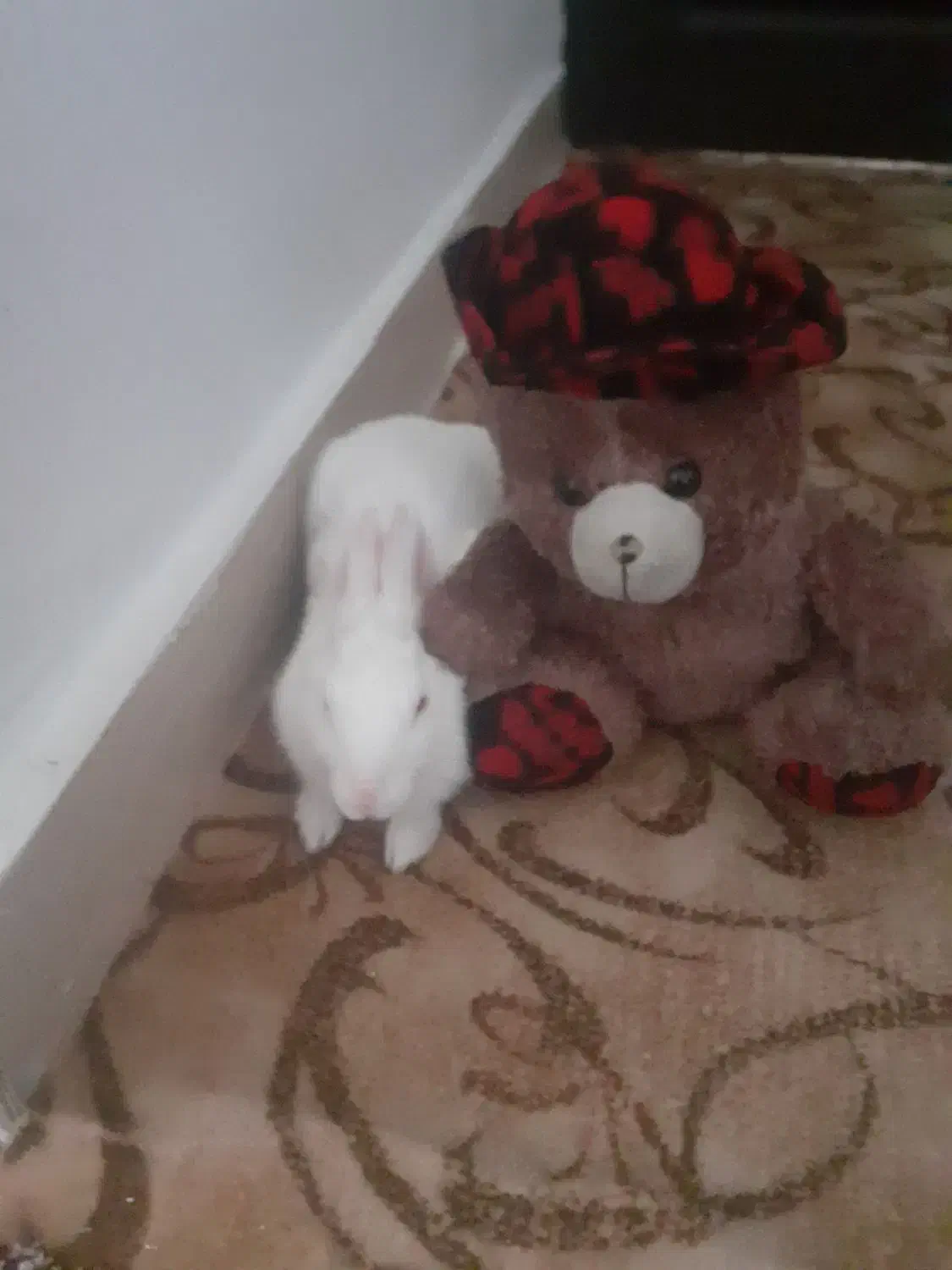 خرگوش خانگی تربیت شده رایگان بفروش میرسد|موش و خرگوش|دهگلان, |دیوار