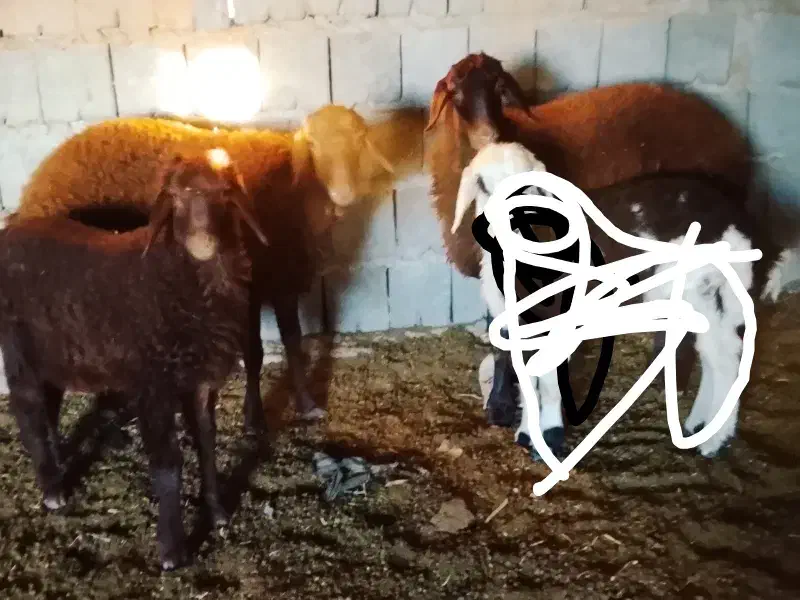 بره سالم|حیوانات مزرعه|تربت جام, جلگه موسی آباد|دیوار