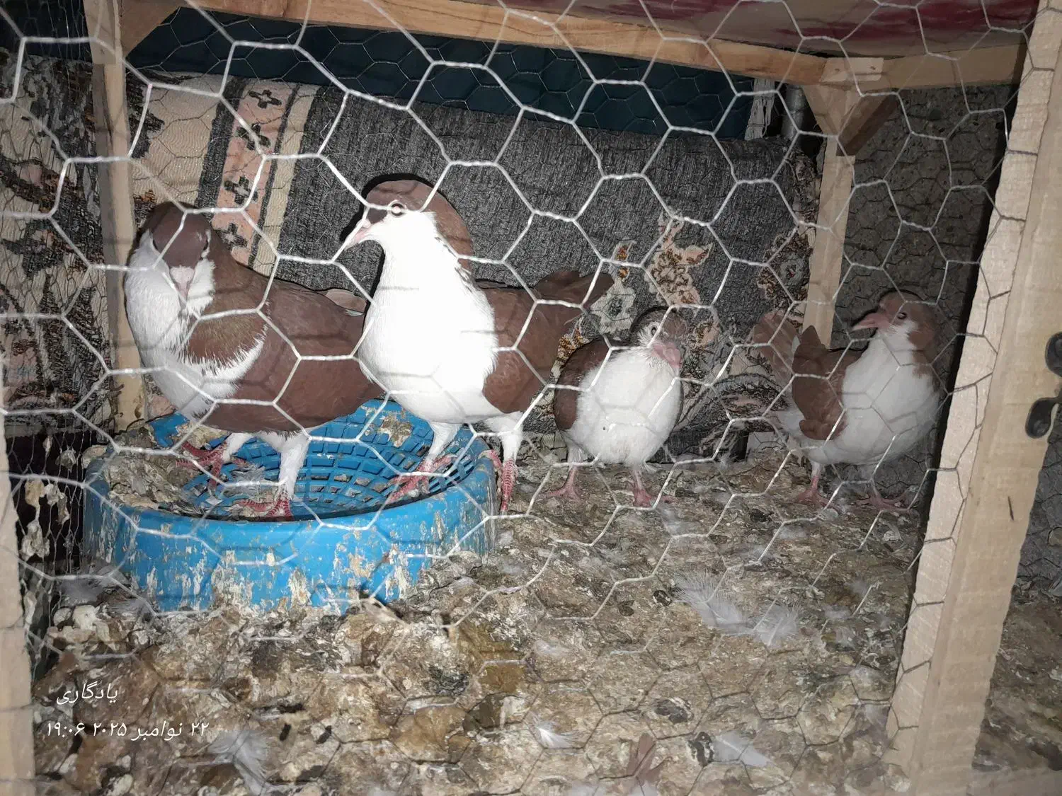 کفتر سلام|پرنده|مشهد, انصار|دیوار