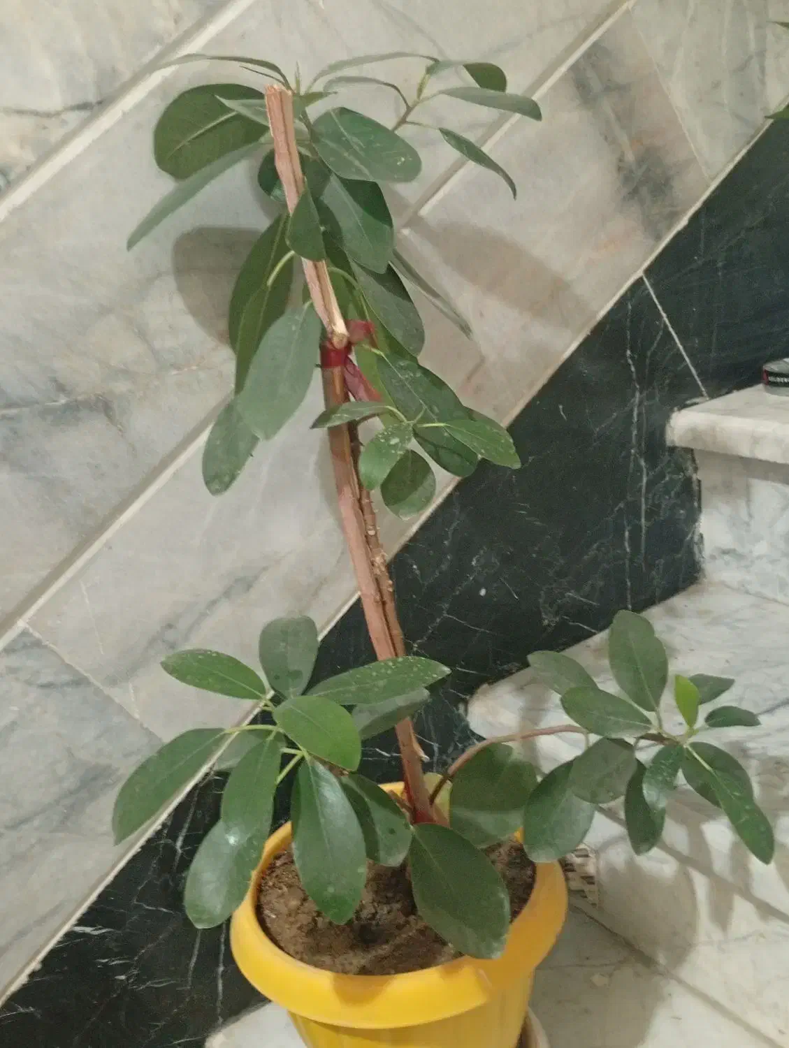 گل فیکوس جنگلی|گل و گیاه طبیعی|قوچان, |دیوار