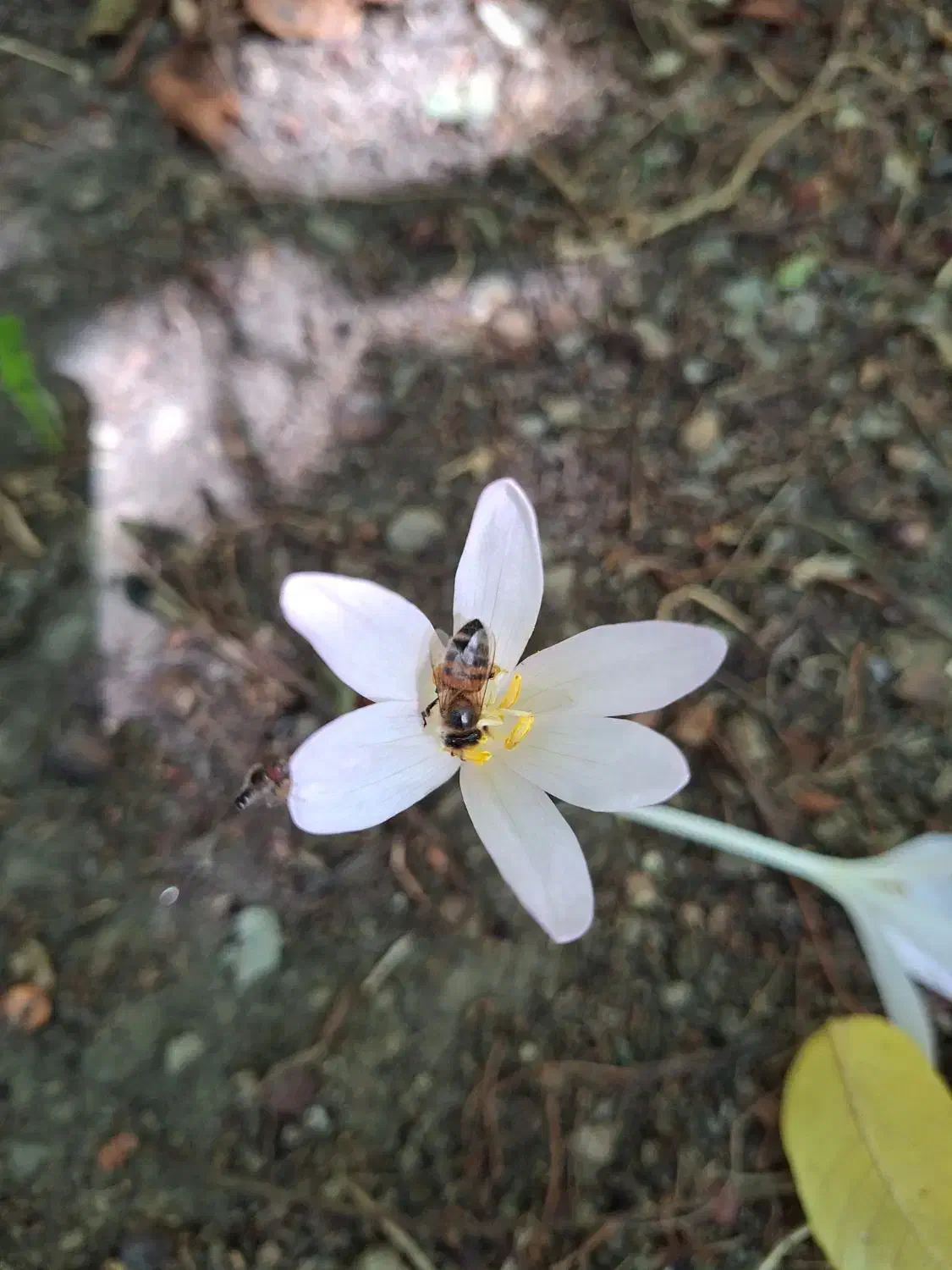 عسل آویشن طبیعی بالا طالقان|خوردنی و آشامیدنی|هشتگرد, شهرک ولیعصر (مصلی)|دیوار