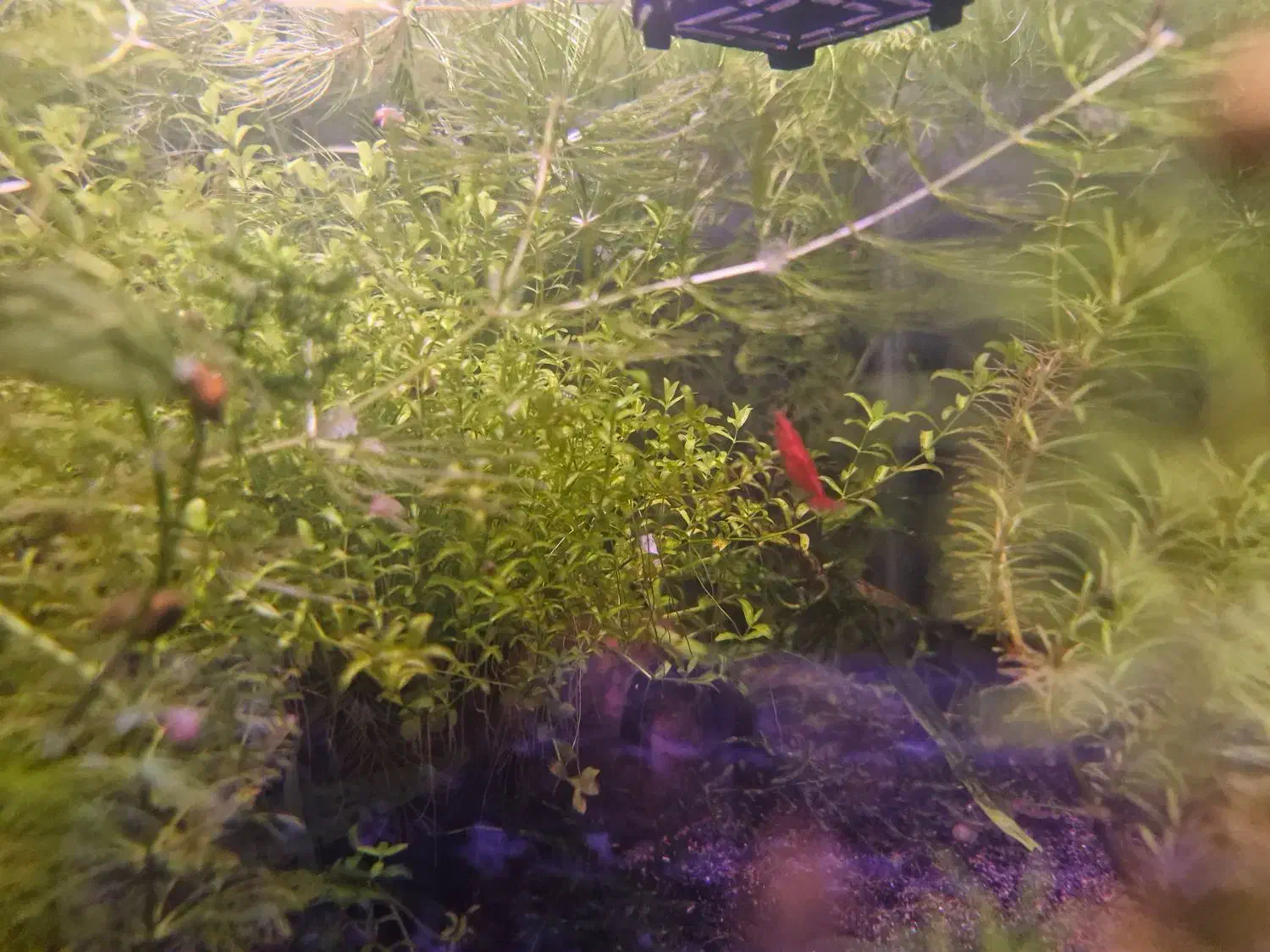 انواع گیاه اکواریوم و حلزون بلدر|ماهی|رشت, منظریه|دیوار