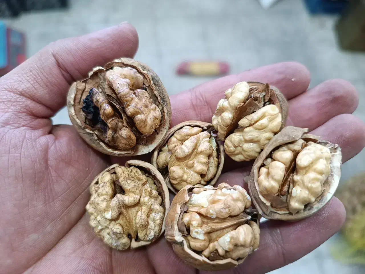 گردو درجه ۱ تا درجه ۳|خوردنی و آشامیدنی|شهر بابک, |دیوار