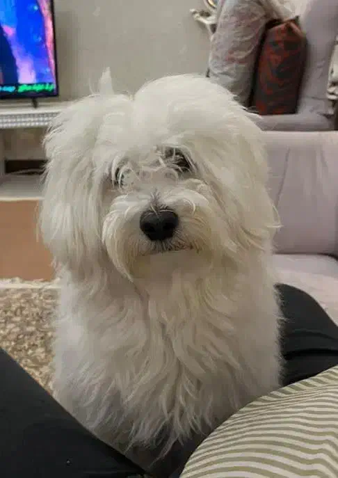 واگذاری|سگ|قم, میدان نو|دیوار