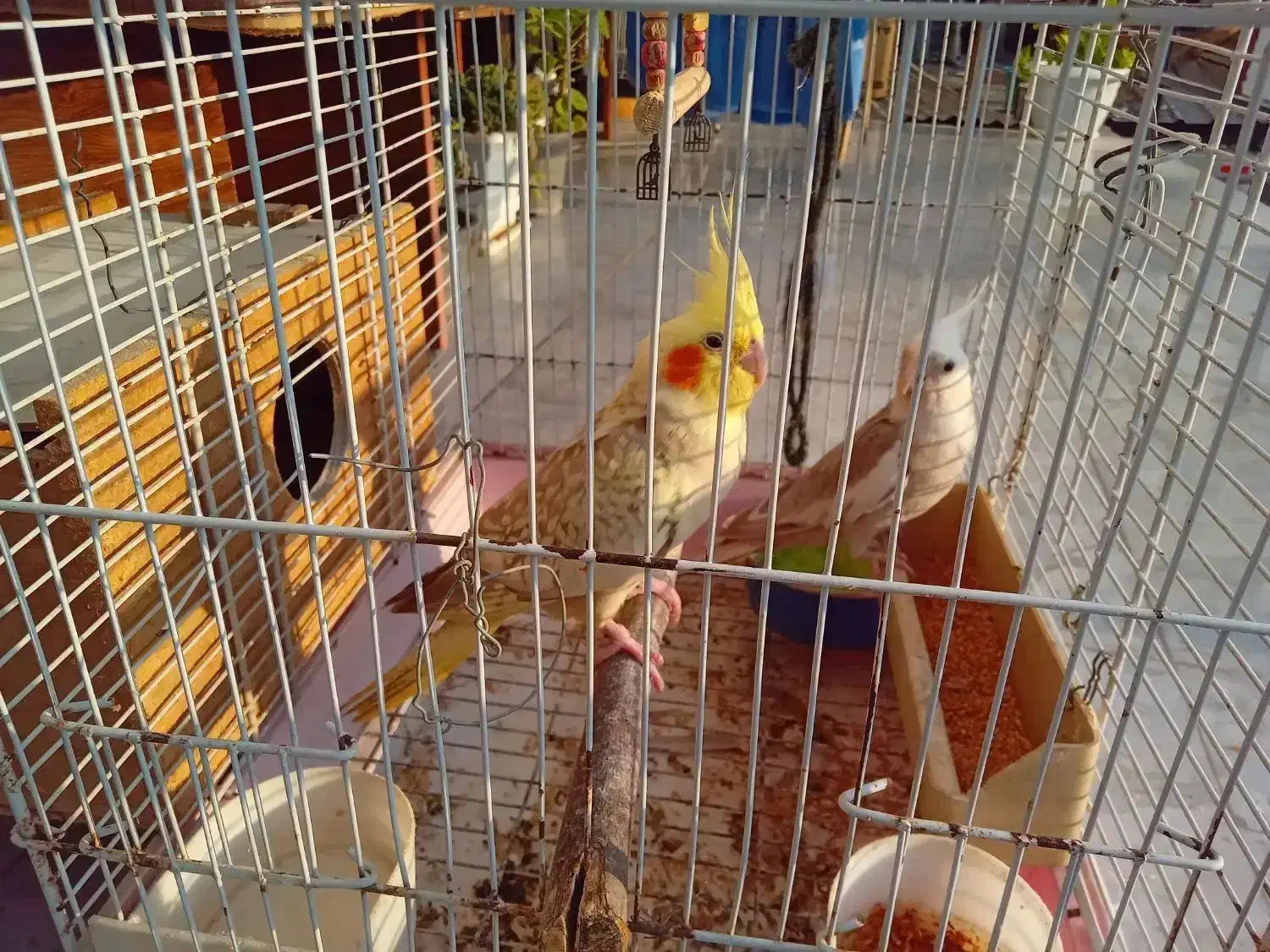 فروش پرنده|پرنده|نوشهر, |دیوار