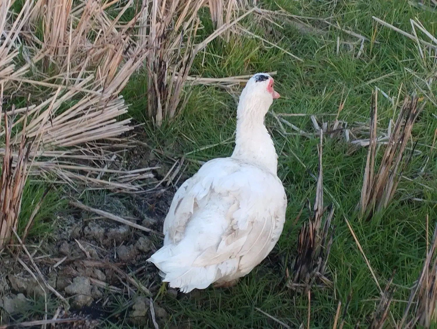 اردک خارجی .بوقلمون . قره قا. وول.خروس برهما|حیوانات مزرعه|قائمشهر, |دیوار