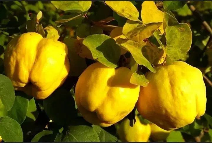 نهال فروش به آناناسی ۲ ساله|گل و گیاه طبیعی|میاندوآب, |دیوار