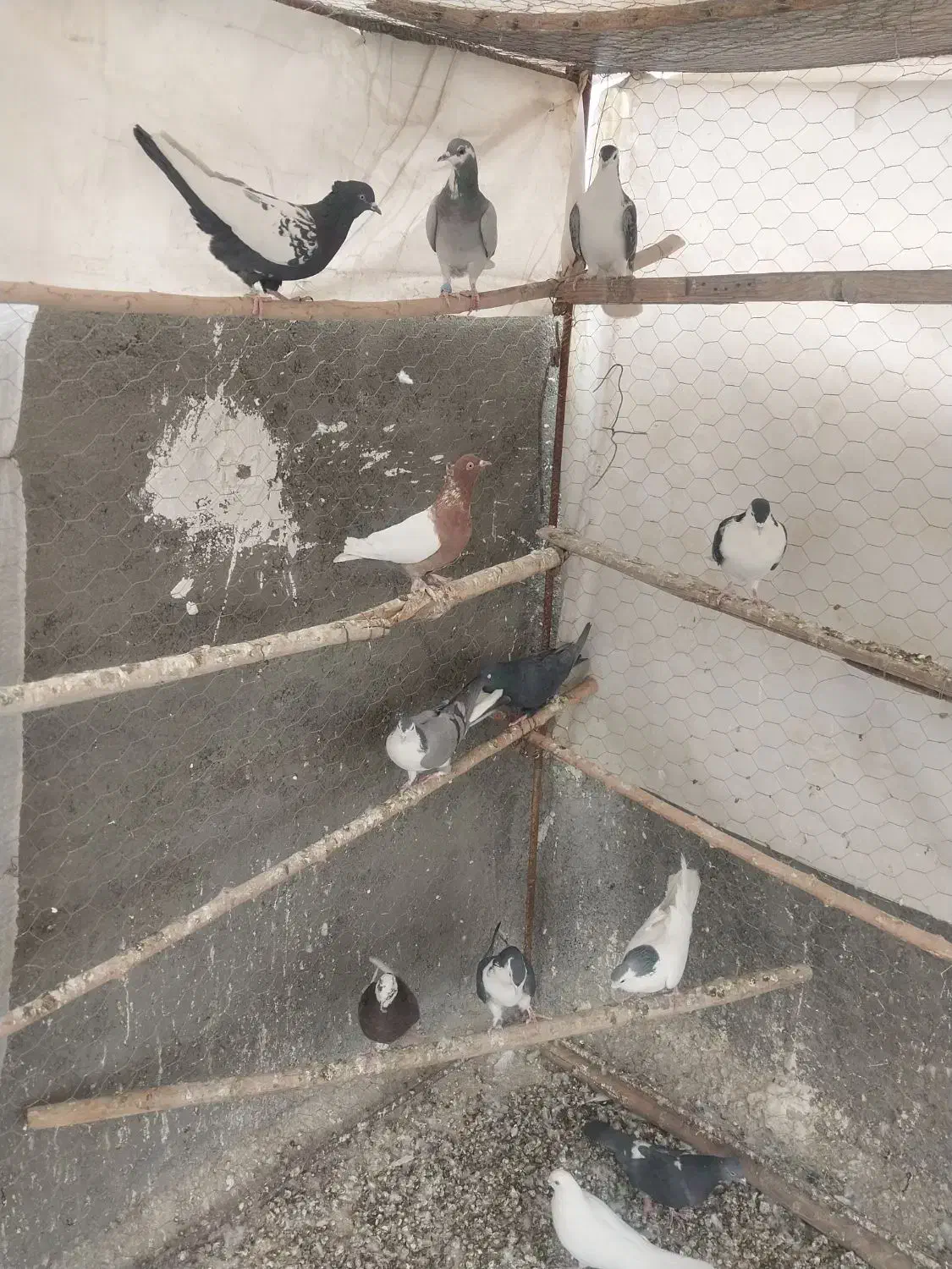 دمگیر|پرنده|فولادشهر, B2|دیوار