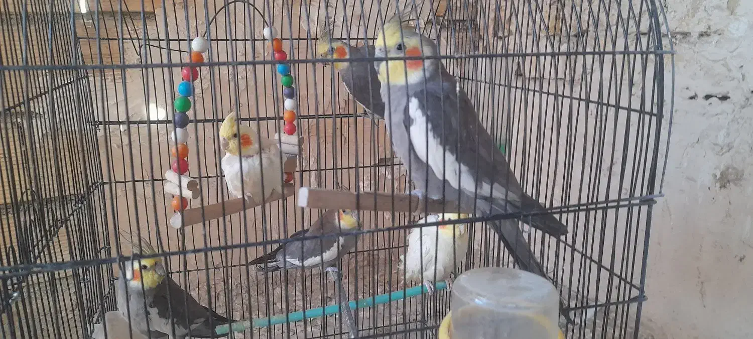 تعداد ۷ عروس هلندی چند کلمه حرف میزنن نر و ماده|پرنده|مشهد, رده|دیوار