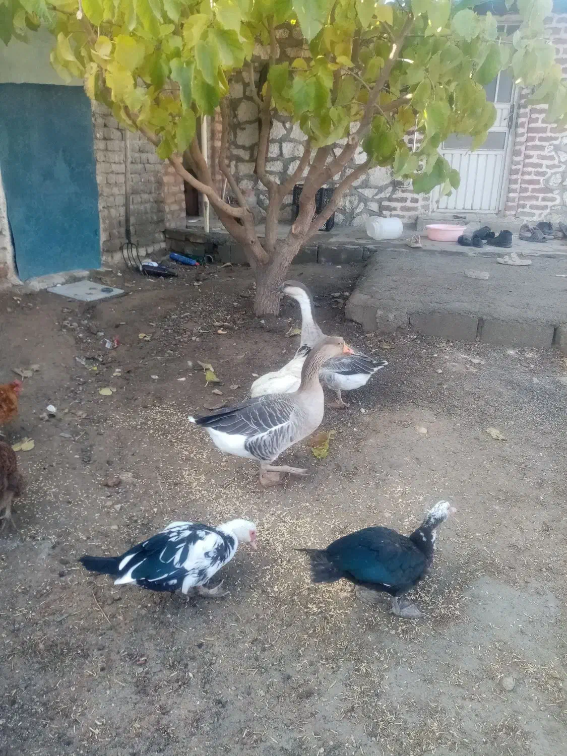 خروس، غاز و اردک روسی|حیوانات مزرعه|انزل, |دیوار