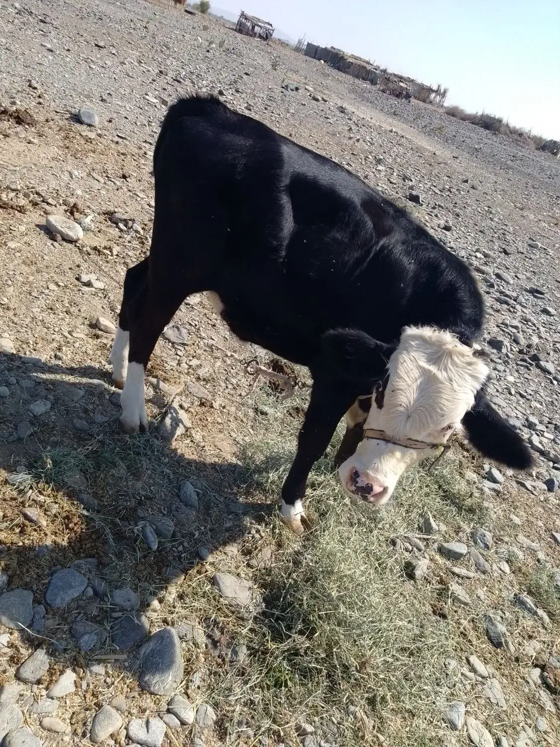 جلب سیمینال|حیوانات مزرعه|فاریاب, |دیوار