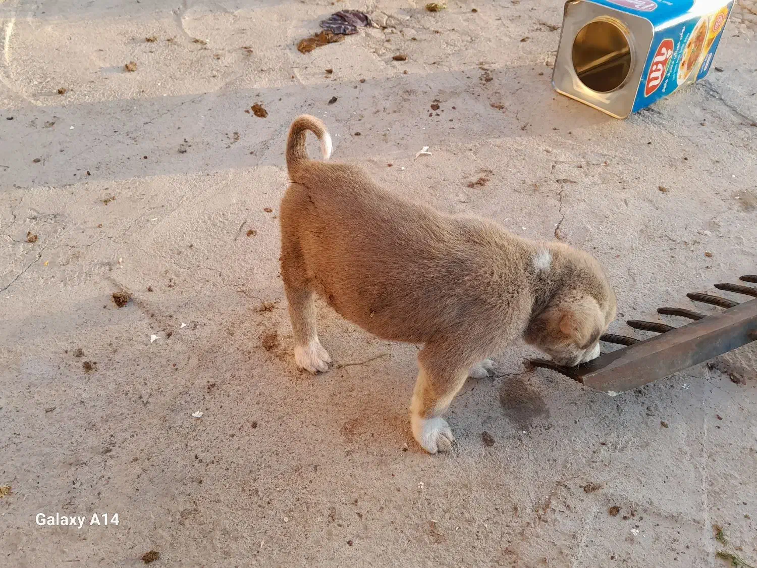 فروش توله سرابی|سگ|سراب, |دیوار