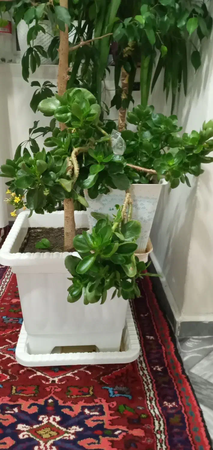 گل طبیعی|گل و گیاه طبیعی|اهر, |دیوار