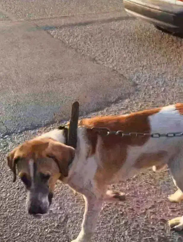 گمشده|حیوانات|اندیشه, اندیشه فاز ۴|دیوار