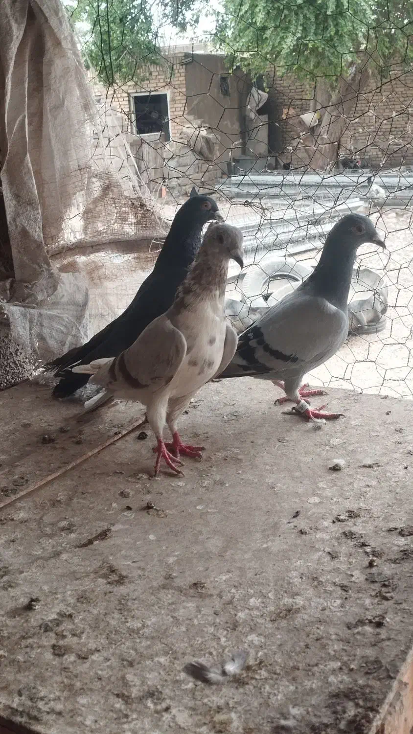 سلام درود|پرنده|سوسنگرد, |دیوار