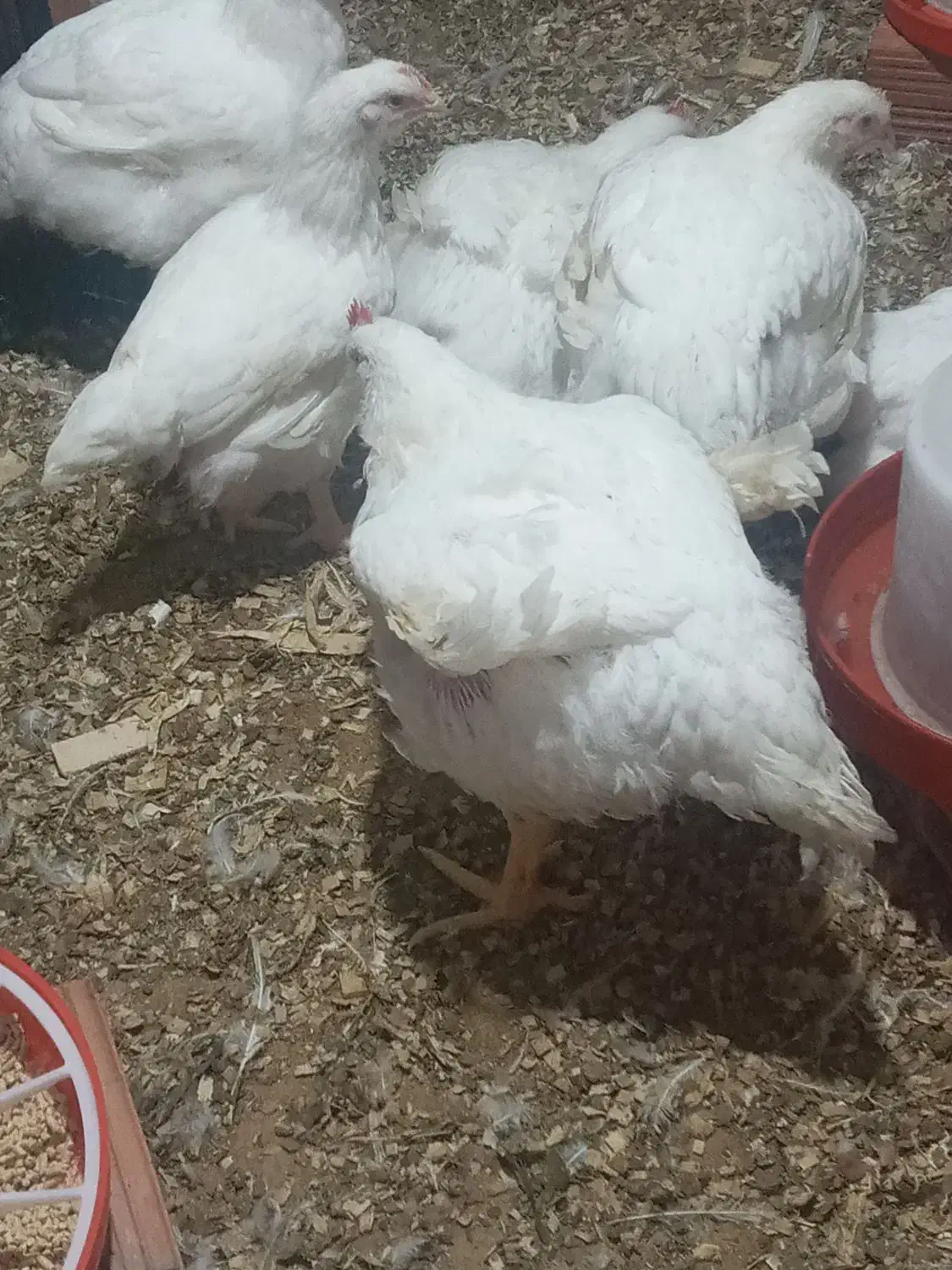 مرغ گوشتی ۱۲۰به فروش می‌رسد|حیوانات مزرعه|خان ببین, |دیوار