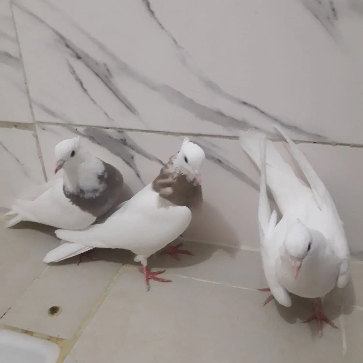 کبوتر|پرنده|کرمانشاه, |دیوار