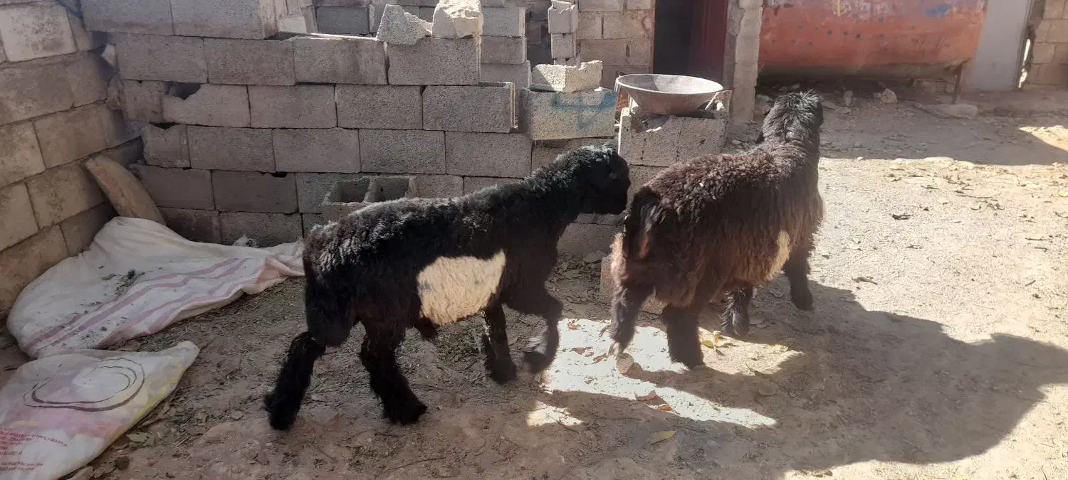 بره نر .داشتی|حیوانات مزرعه|فارسان, |دیوار