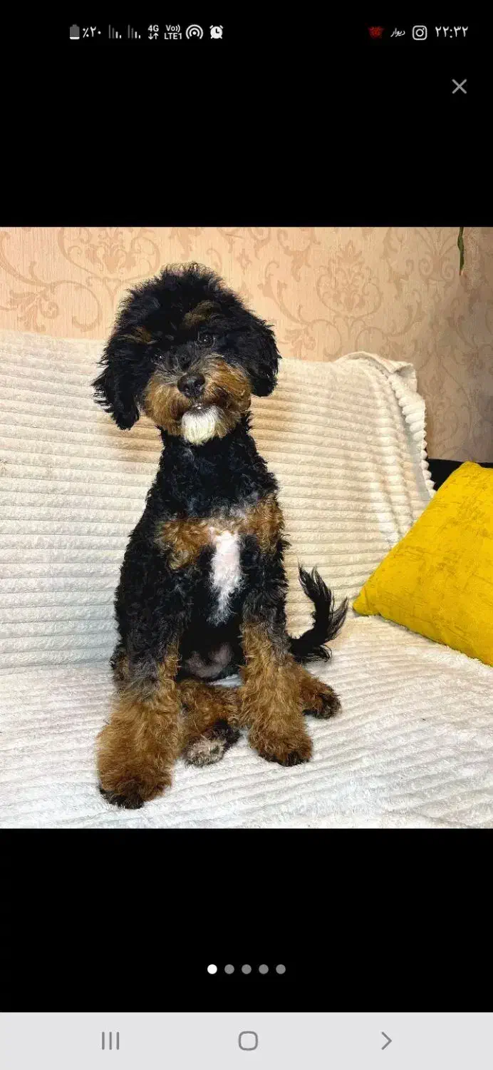 پودل ماده خاص|سگ|اسلامشهر, شهرک الهیه|دیوار