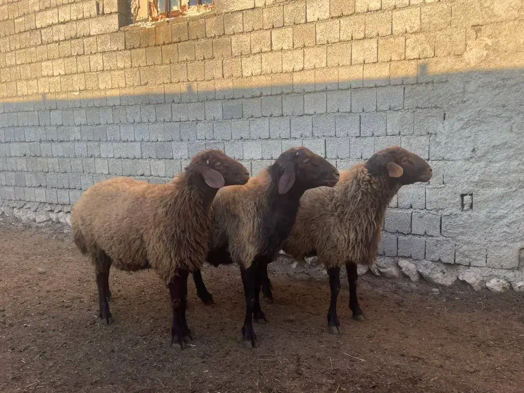 گوسفند، قوچ، دامداری|حیوانات مزرعه|دیواندره, |دیوار