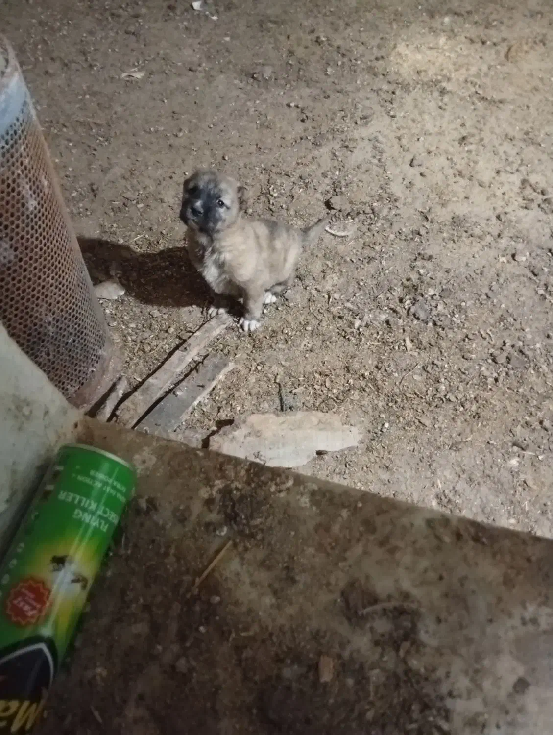 واگذاری توله سرابی|سگ|حویق, |دیوار