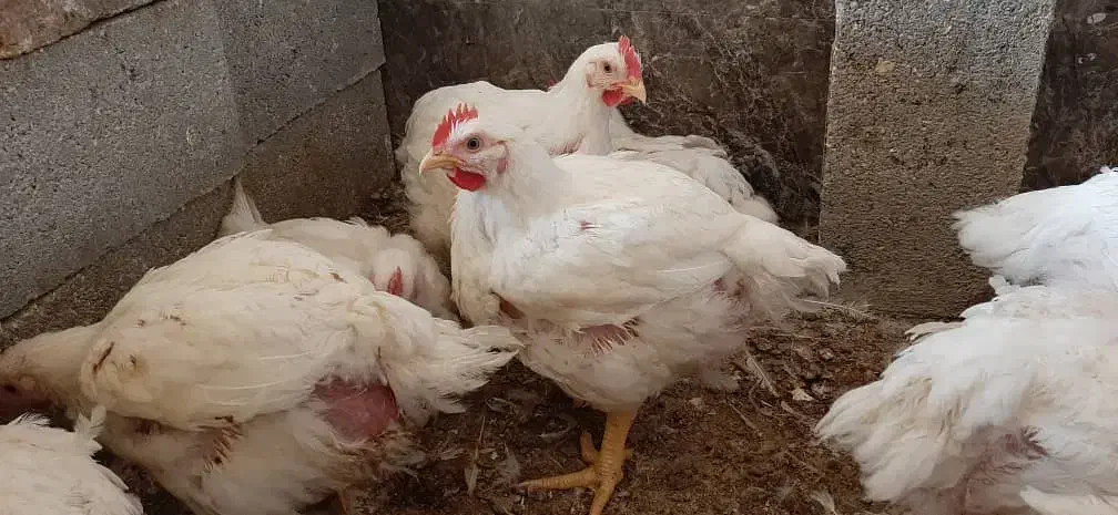 مرغ زنده|حیوانات مزرعه|شیراز, ده پیاله|دیوار