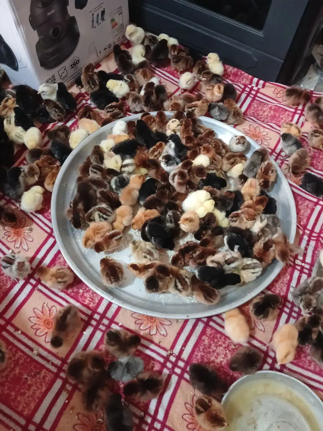 جوجه مرغ محلی|حیوانات مزرعه|مشهد, شهید قربانی|دیوار