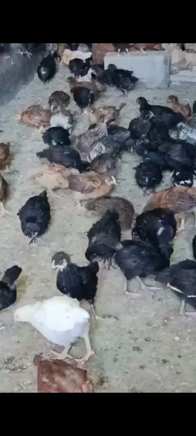 فروش جوجه جهادی ۳۵ روزه درجه ۱|حیوانات مزرعه|مرودشت, محمد آباد|دیوار