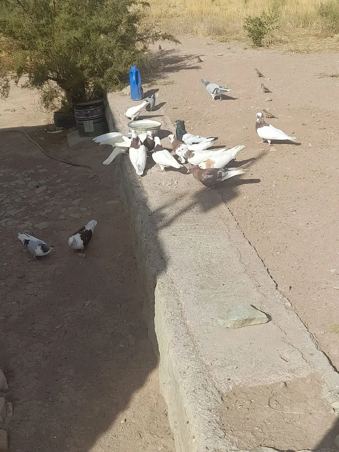 دانه ۳۰۰|حراج|قزوین, |دیوار