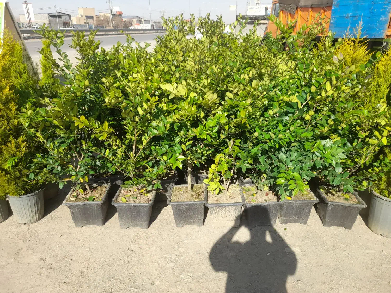 یاس هلندی|خدمات باغبانی و درختکاری|مشهد, باغ فراگرد|دیوار