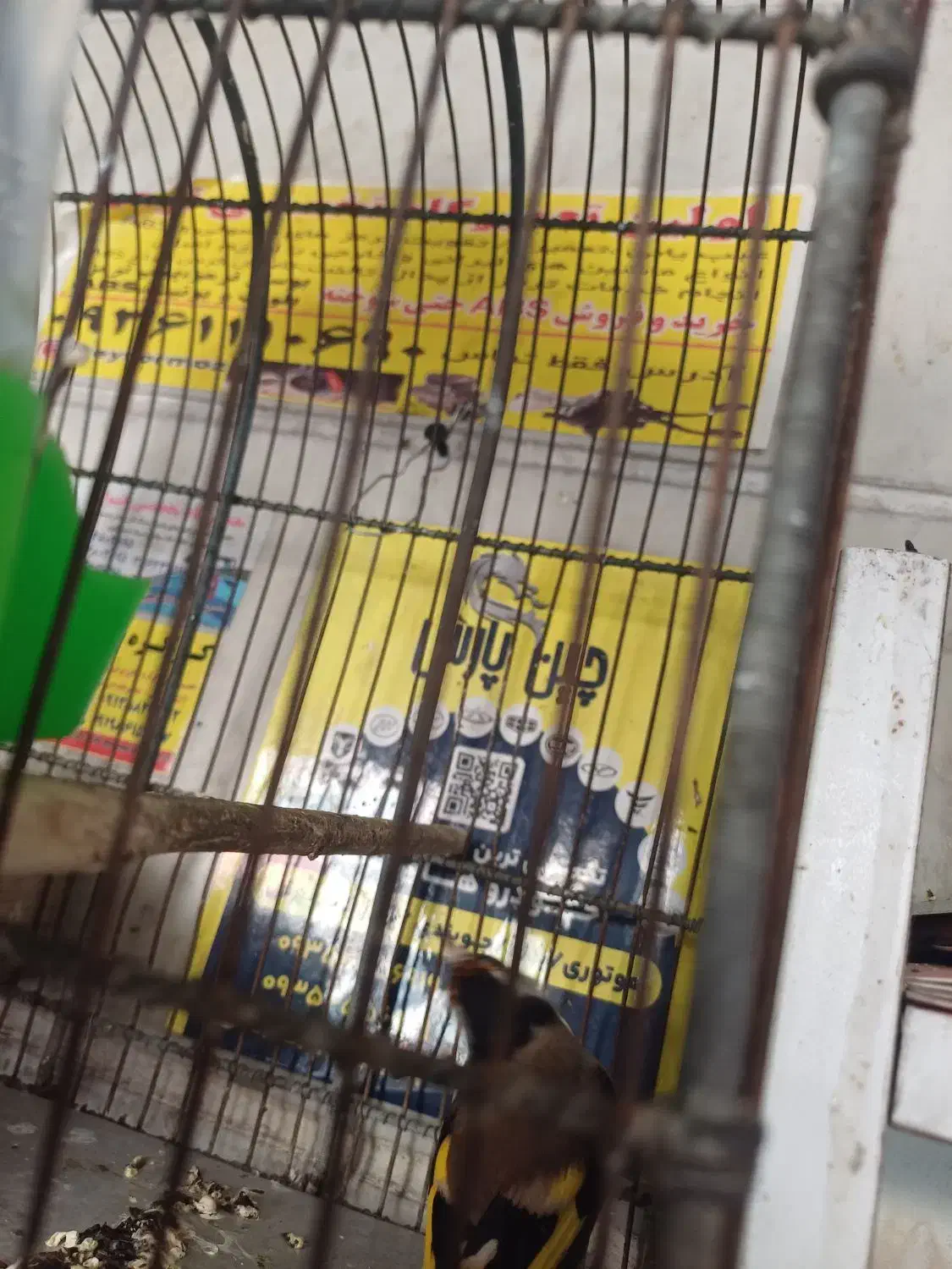 سهره نر|پرنده|ری, سرتخت|دیوار