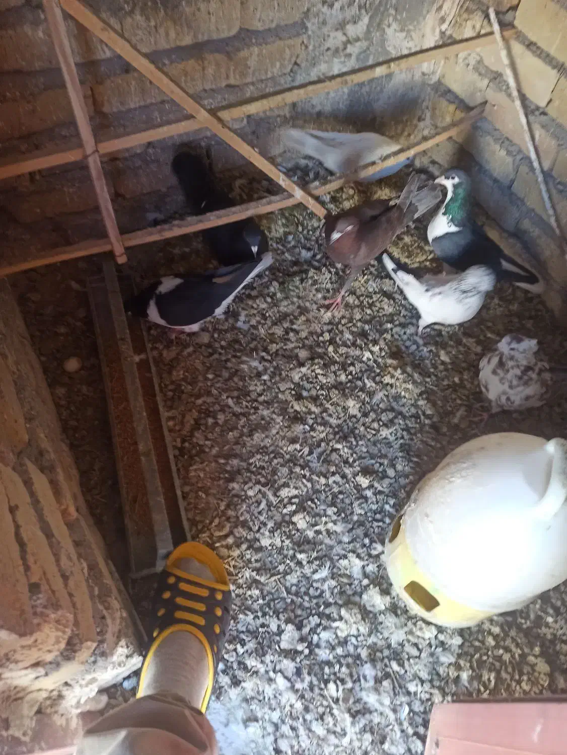 کبوتر|پرنده|ضیاء آباد, |دیوار