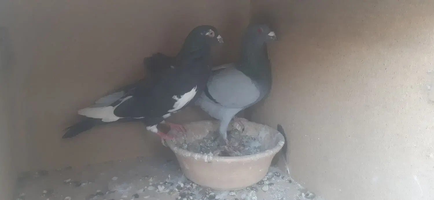 کبوتر مسافتی|پرنده|شهریار, شهریار|دیوار