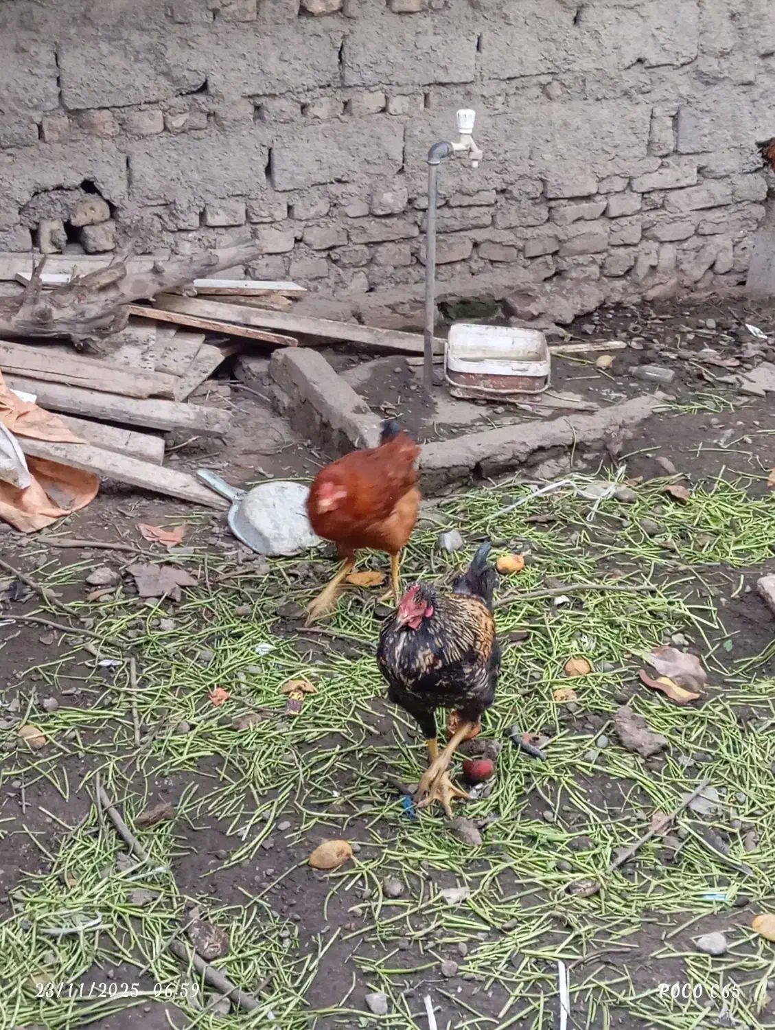 مرغ|حیوانات مزرعه|سرخنکلاته, |دیوار