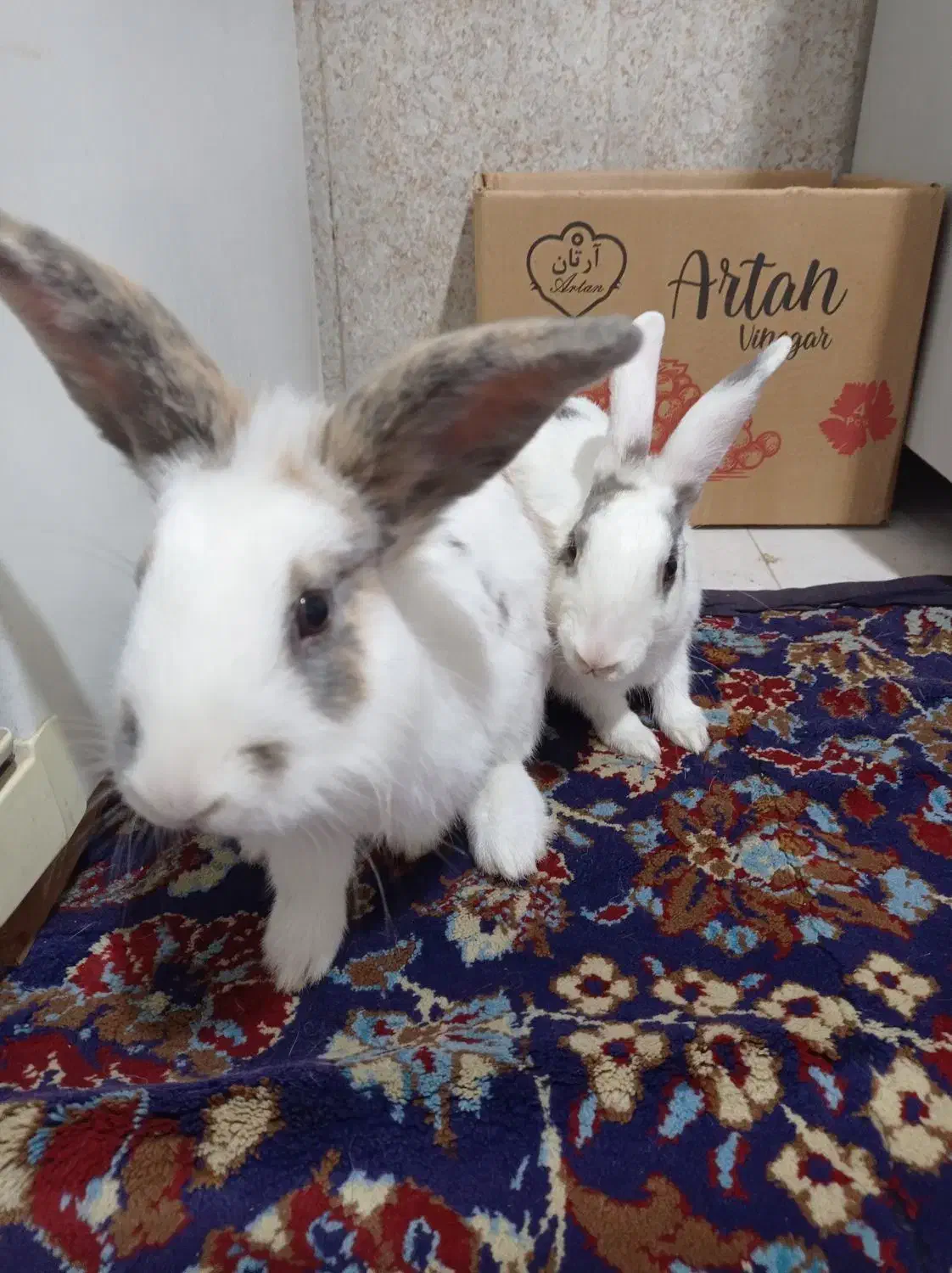 خرگوش خانگی  نر و ماده نژاد لوپ و معمولی|موش و خرگوش|هریس, |دیوار