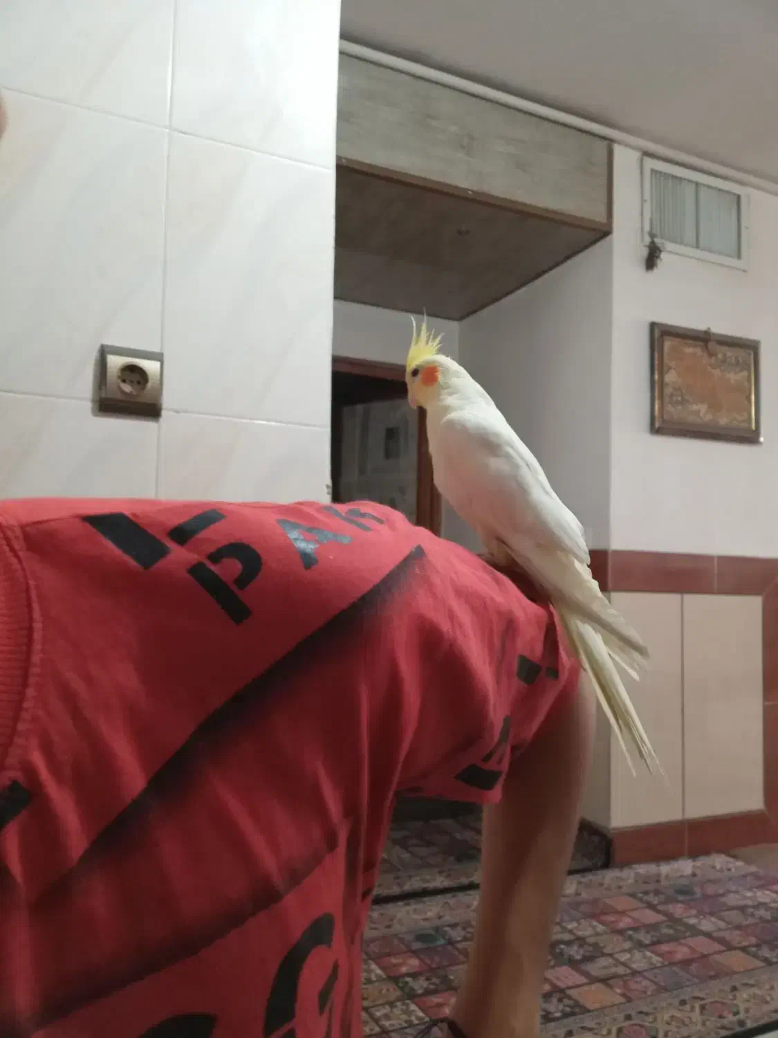 عروس هلندی بالغ|پرنده|فولادشهر, B2|دیوار